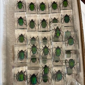 SCARAB ENCASED IN OREGONITE- One Per Buyer